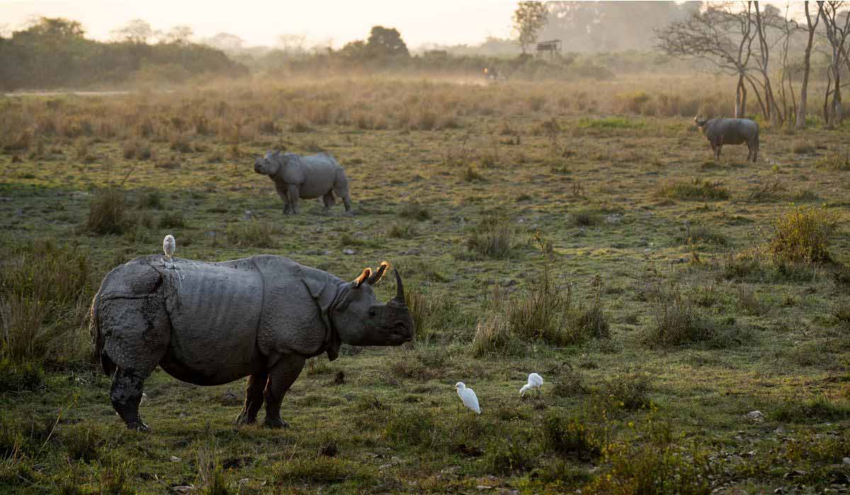 IFAW présente la Charte de la photo animalière en compagnie du photographe animalier Guillaume Astruc