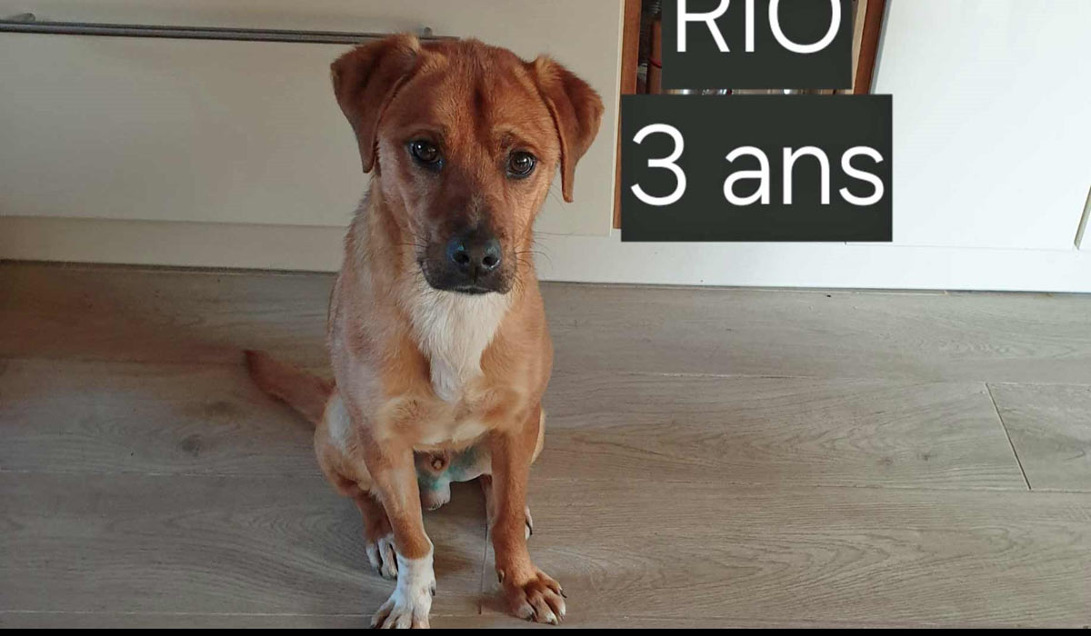 Rio, 3 ans, cherche une seconde chance : l’appel urgent d’une association