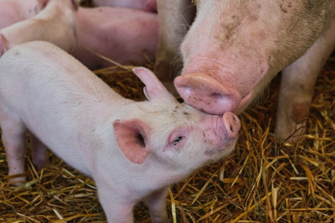 Quelle prise en compte du risque environnemental pour l’industrie du médicament vétérinaire ?