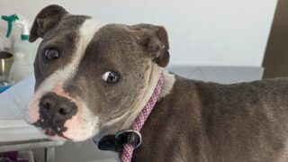 Le calvaire de Riya devant la Justice