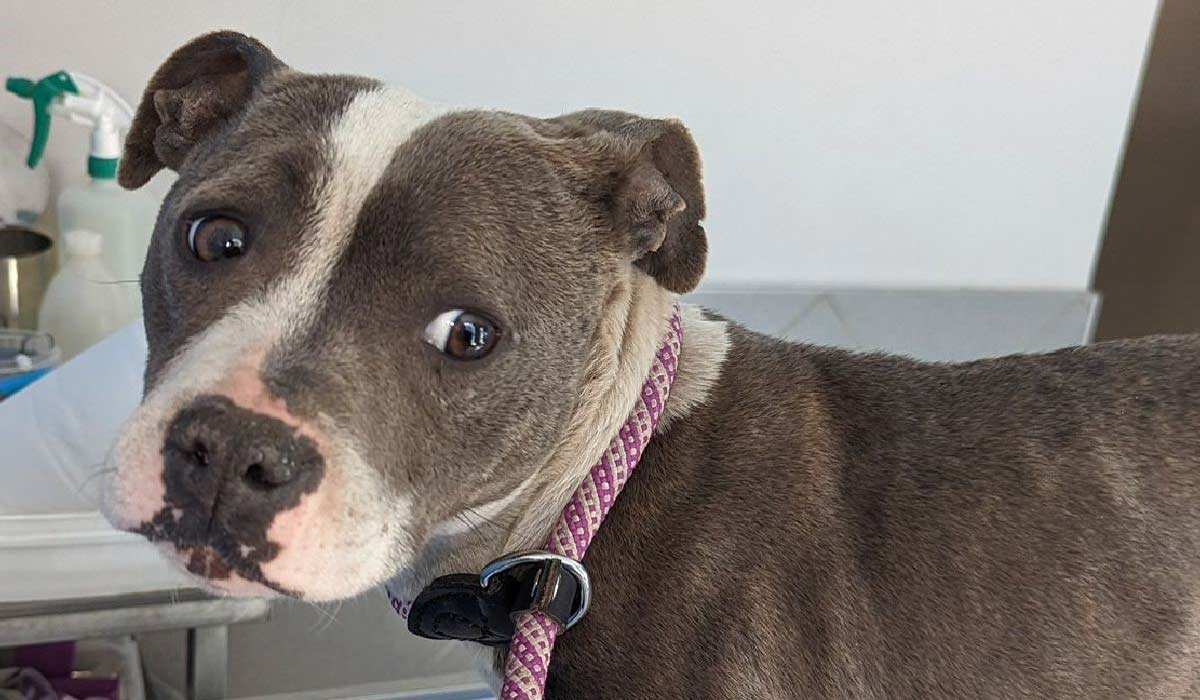 Le calvaire de Riya devant la Justice Le calvaire de Riya devant la Justice