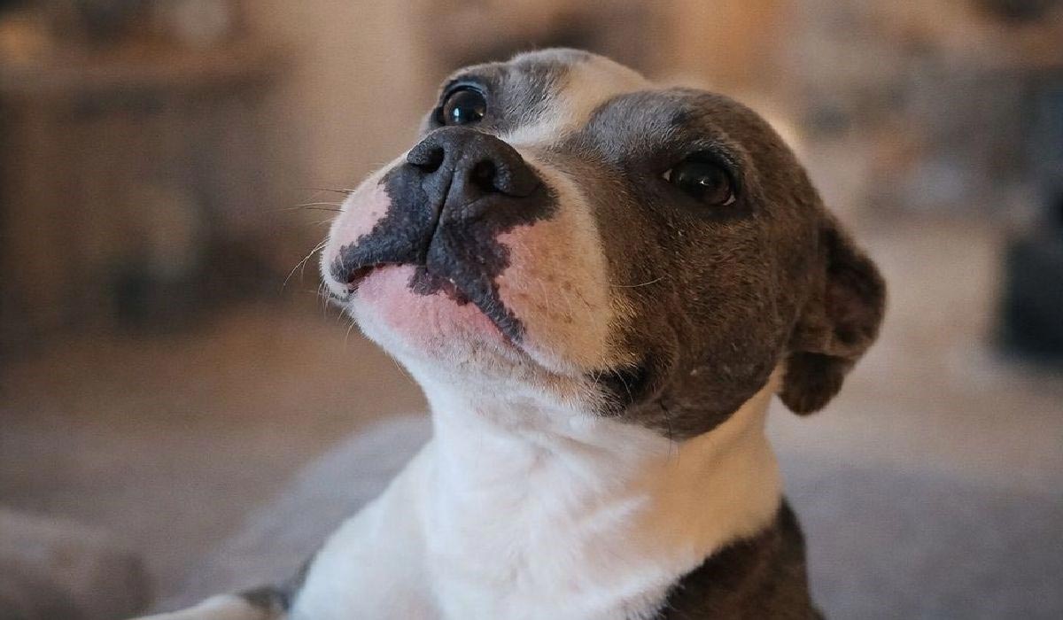 Maltraitance de Riya, le verdict : Cœur sur Pattes réagit. La justice reconnait la maltraitance – Riya nous est confiée