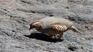 Victoire de One Voice en Savoie pour les galliformes et audience prévue au TA de Nice