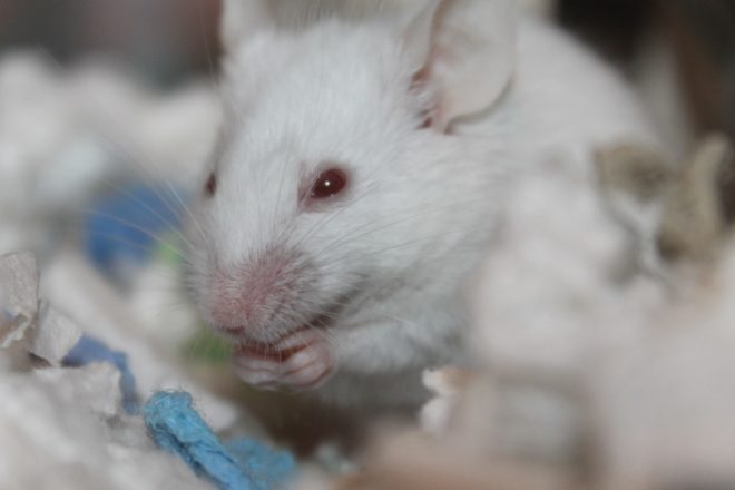 Une protection juridique des animaux utilisés à des fins scientifiques mais quels sont les animaux concernés ?