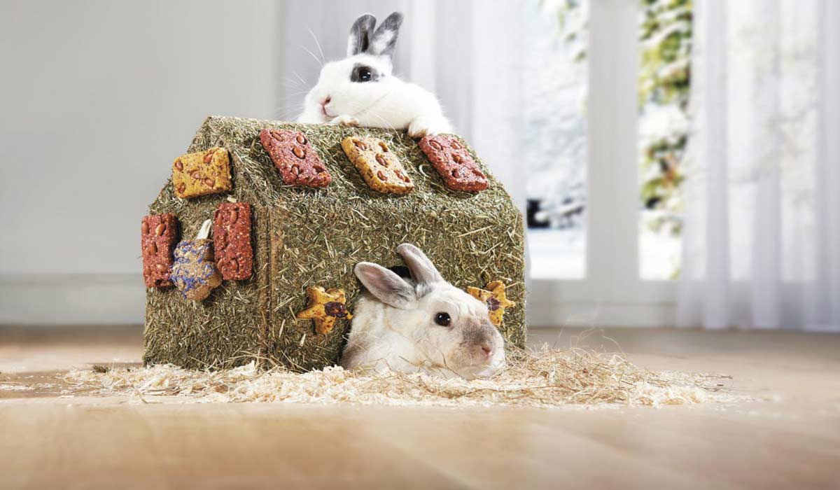 Fortes chaleurs : Maxi Zoo alerte sur les lapins et les rongeurs, grands oubliés de la prévention