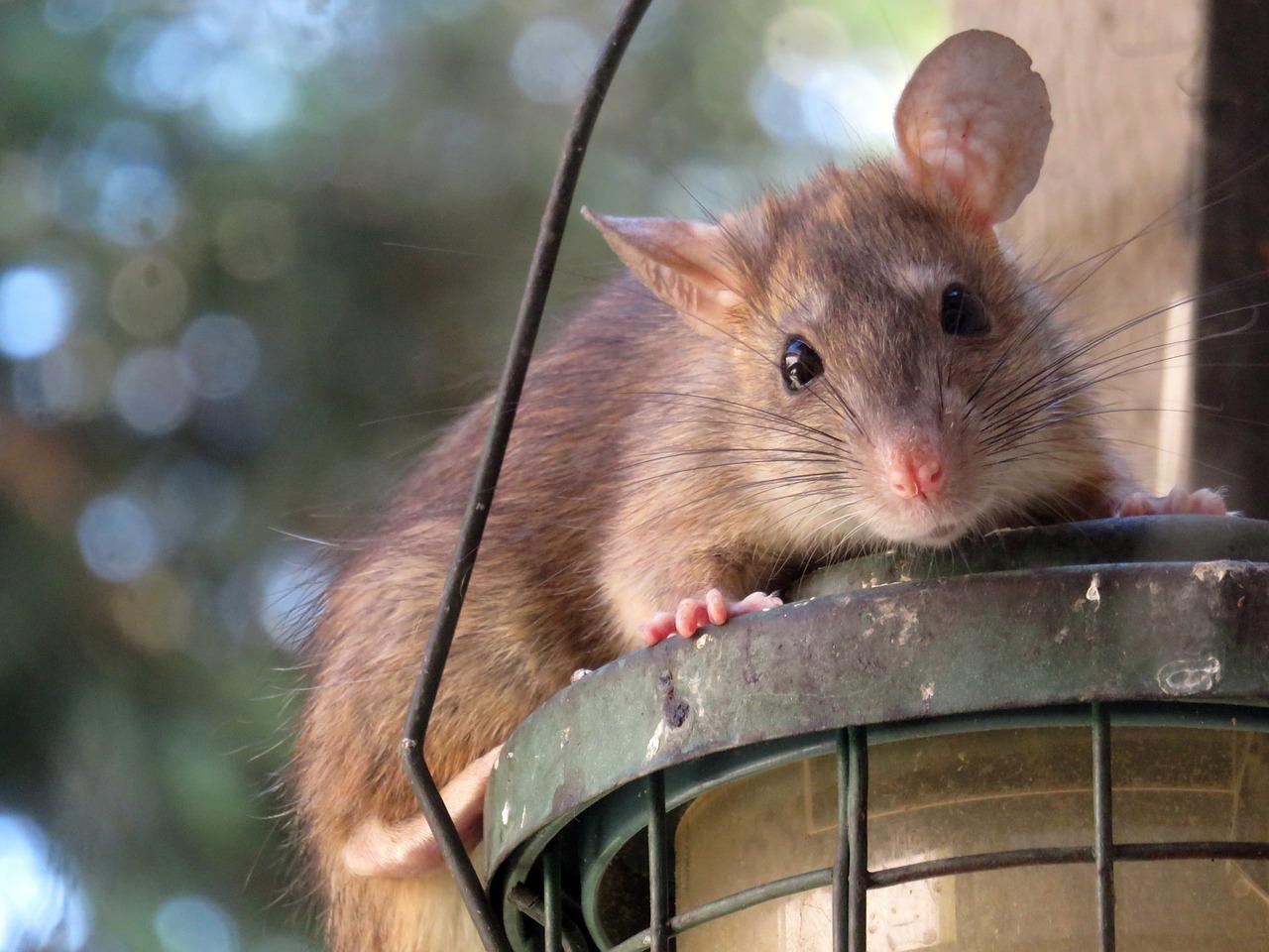 Le rat ce mal aimé que nous devrions adorer ⋆ Savoir Animal