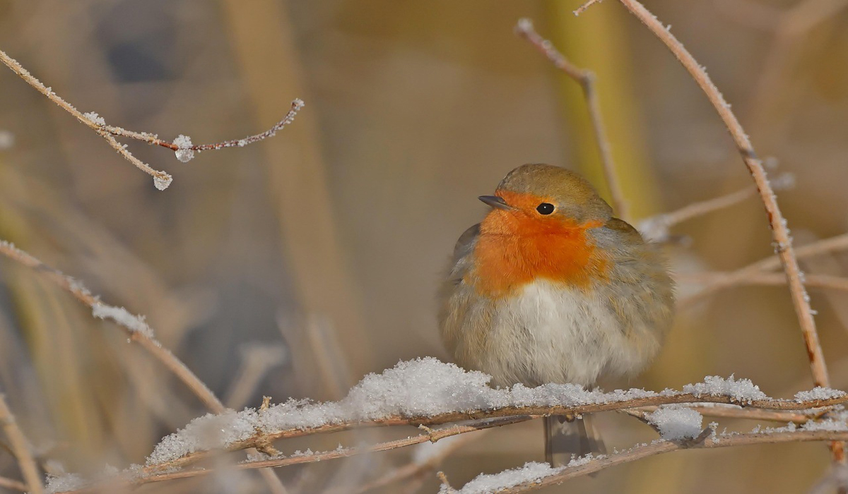 Les animaux en hiver Les animaux en hiver