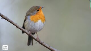 Condamnation exemplaire pour le braconnier de rouges-gorges