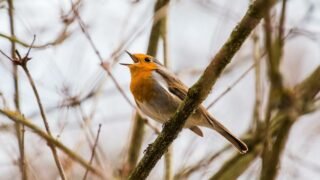 Le braconnier d’oiseaux condamné !<br>One Voice victorieuse