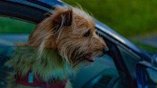 Étude Rover : 75 % des Français sont prêts à annuler leurs vacances pour leur animal