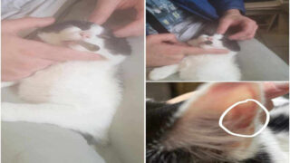 Mobilisation contre la maltraitance animale – Ruby, chatte droguée, frappée, violée