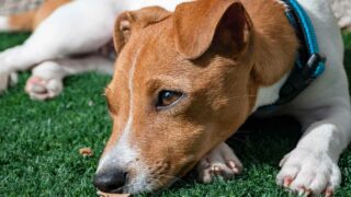 Refuges saturés : + 10 % d’animaux recueillis en six mois, la SPA lance un appel à la responsabilisation