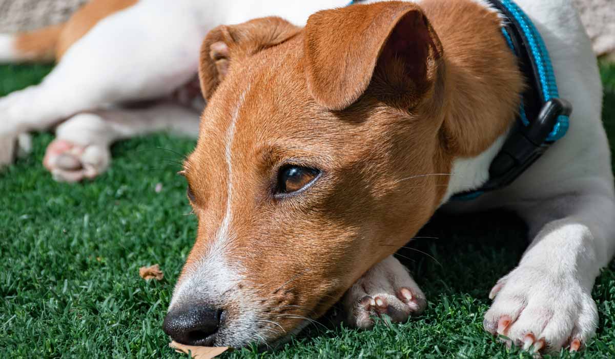 Refuges saturés : + 10 % d’animaux recueillis en six mois, la SPA lance un appel à la responsabilisation Refuges saturés : + 10 % d’animaux recueillis en six mois, la SPA lance un appel à la responsabilisation