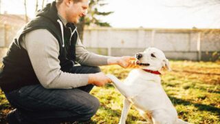 La Confédération Nationale Défense de l’Animal créée son Pôle Protection Animale