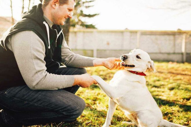 La Confédération Nationale Défense de l’Animal créée son Pôle Protection Animale