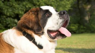 Réty (Pas-de-Calais) : un Saint-Bernard abandonné et attaché à un arbre, son propriétaire placé en garde à vue