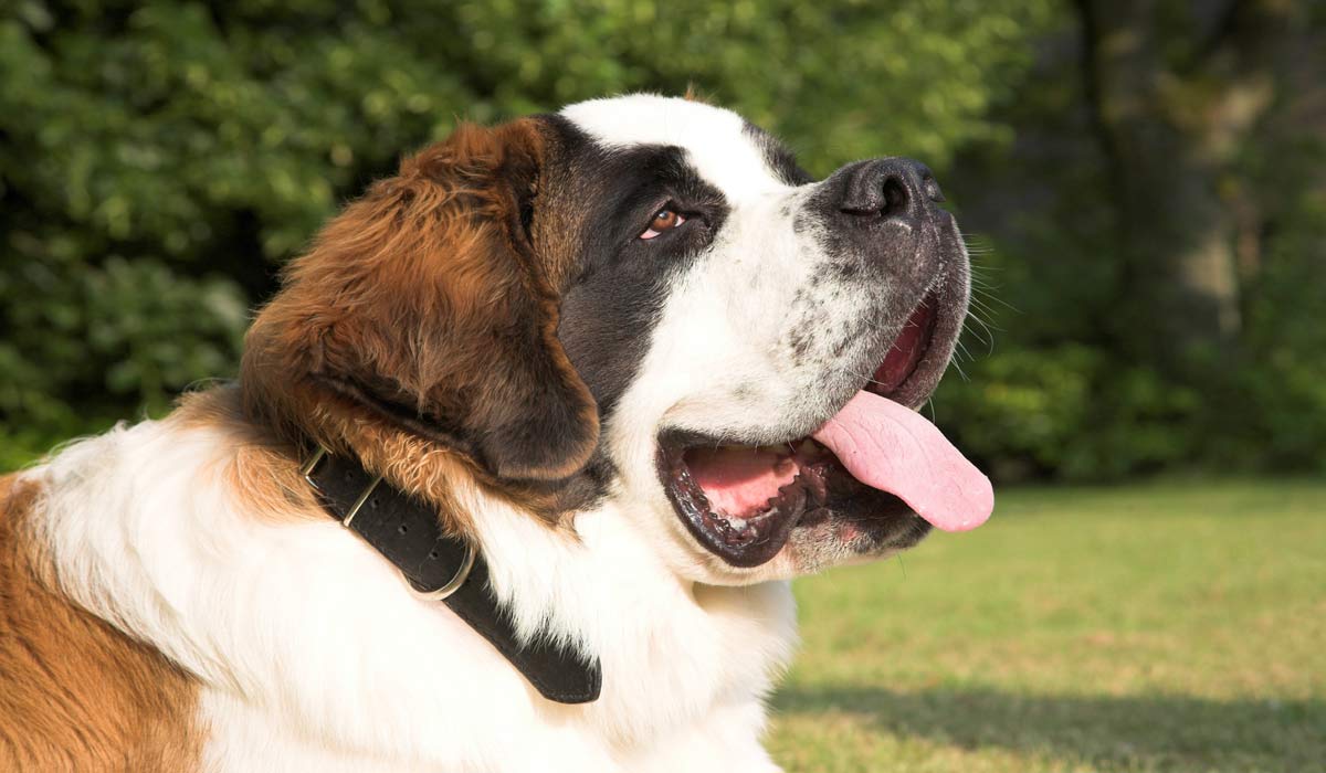 Réty (Pas-de-Calais) : un Saint-Bernard abandonné et attaché à un arbre, son propriétaire placé en garde à vue Réty (Pas-de-Calais) : un Saint-Bernard abandonné et attaché à un arbre, son propriétaire placé en garde à vue