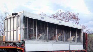 10 tigres sauvés d’un camion-cage : la cour d’appel d’Amiens alourdit ce jour la condamnation historique de Mario Masson