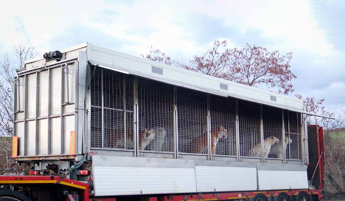 10 tigres sauvés d’un camion-cage : la cour d’appel d’Amiens alourdit ce jour la condamnation historique de Mario Masson 10 tigres sauvés d’un camion-cage : la cour d’appel d’Amiens alourdit ce jour la condamnation historique de Mario Masson