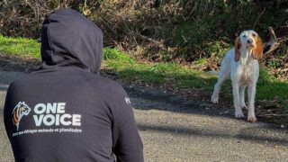 Affaire Mandral : cinq ans plus tard, l’éleveur maltraitant devant la justice