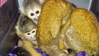 Déclaration du Fonds international pour la protection des animaux  au sujet de l’Opération Thunder 2025