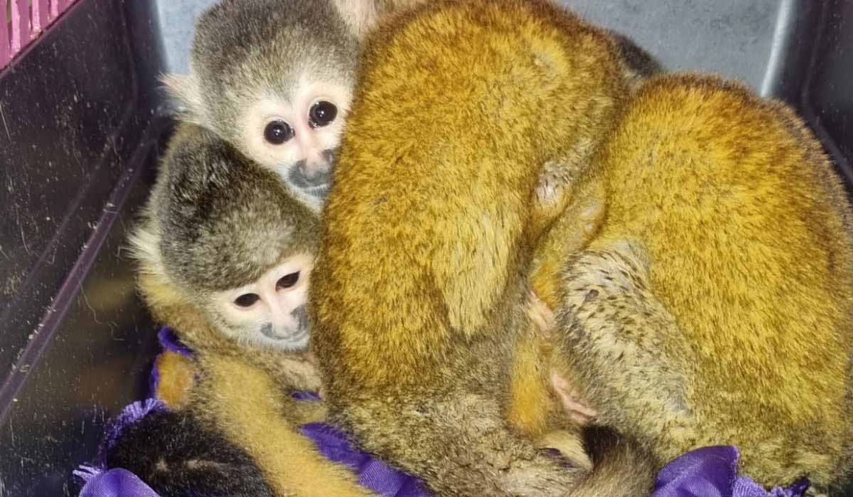 Déclaration du Fonds international pour la protection des animaux  au sujet de l’Opération Thunder 2025