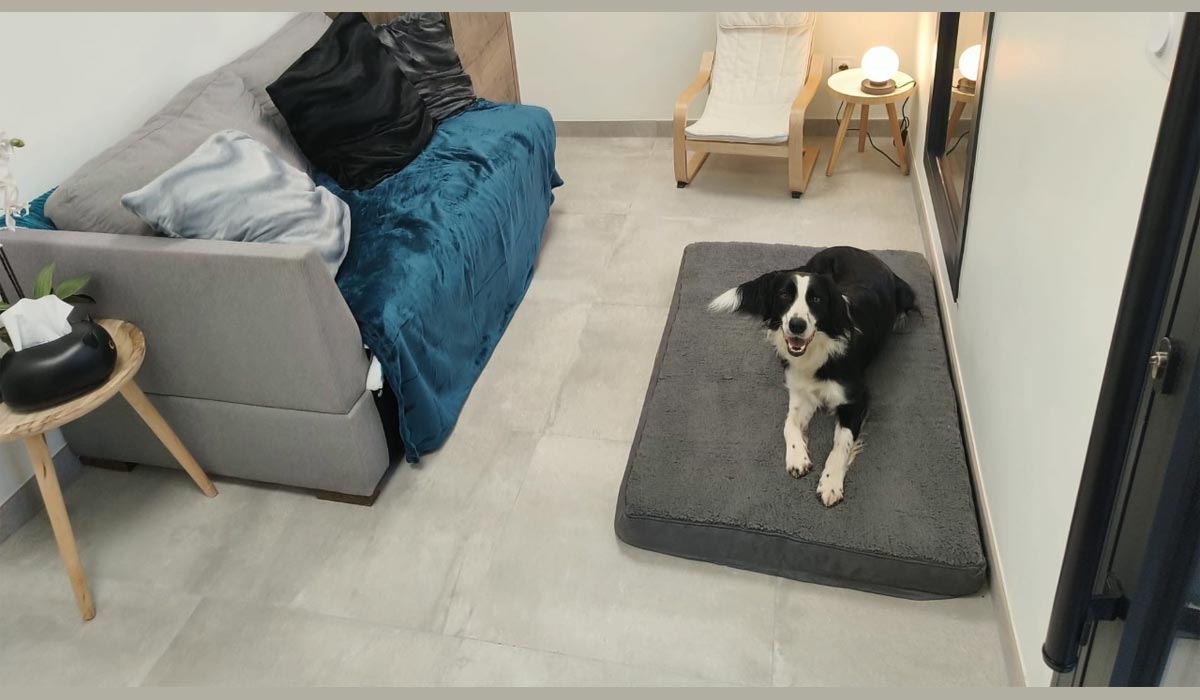 Une nouvelle clinique vétérinaire dévouée à la condition animale