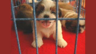 Non aux salons du chiot : des chiots condamnés à la souffrance et à l’abandon