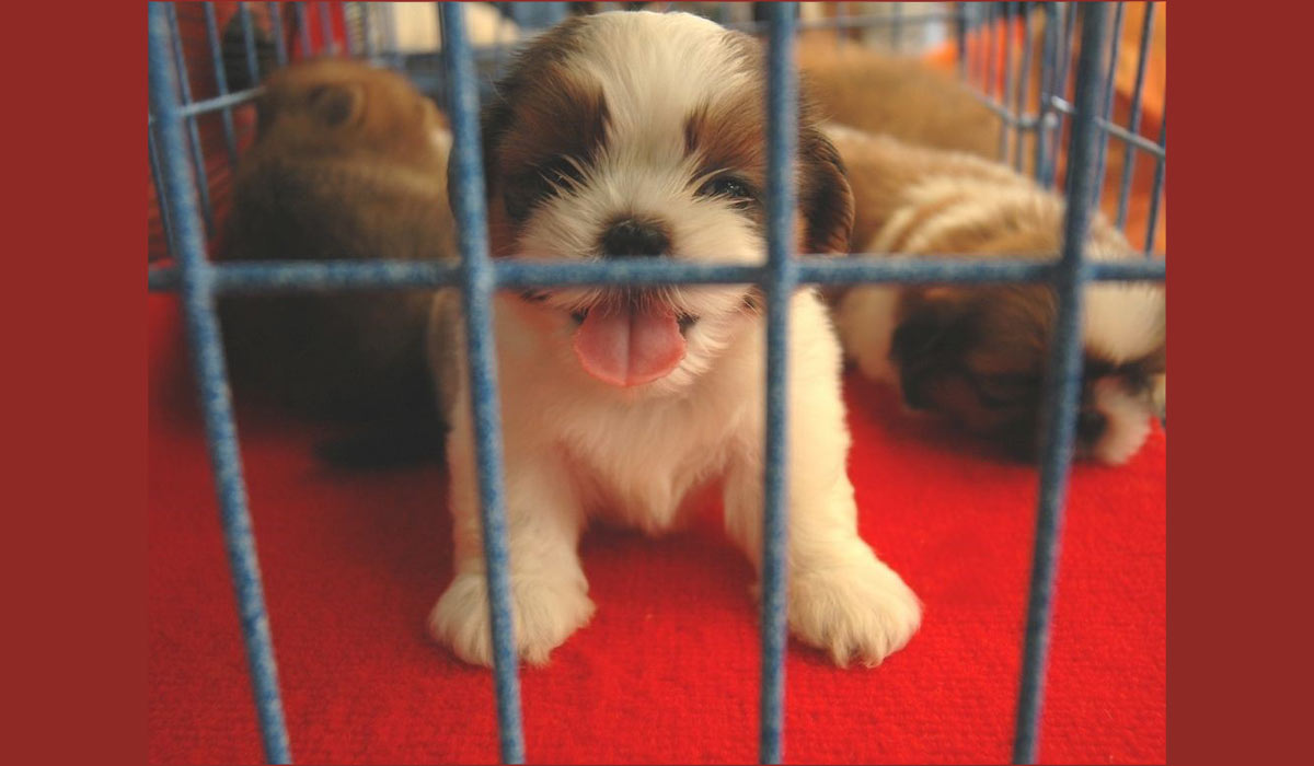 Non aux salons du chiot : des chiots condamnés à la souffrance et à l’abandon