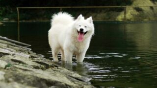 Cet été, partez l’esprit léger : Mon Bibou, le réseau solidaire qui veille sur vos animaux !
