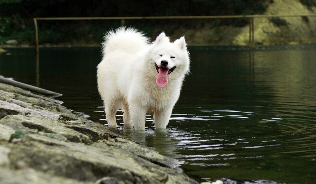 Cet été, partez l’esprit léger : Mon Bibou, le réseau solidaire qui veille sur vos animaux !