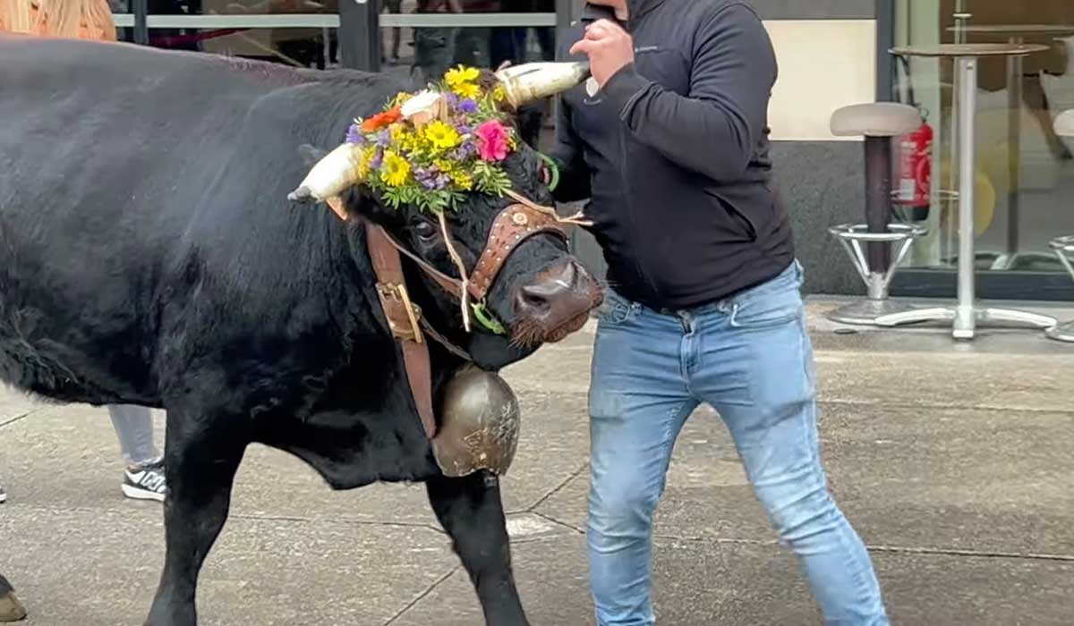 Descente des Alpages à Grenoble : les animaux ne sont pas des décorations. Il est temps de faire évoluer nos traditions