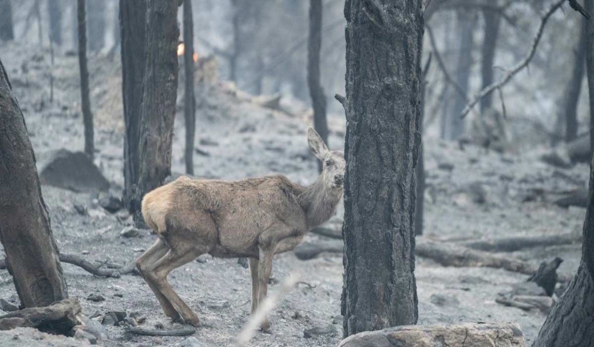 Canicules à répétition, incendies, sécheresse : la chasse doit être suspendue Canicules à répétition, incendies, sécheresse : la chasse doit être suspendue
