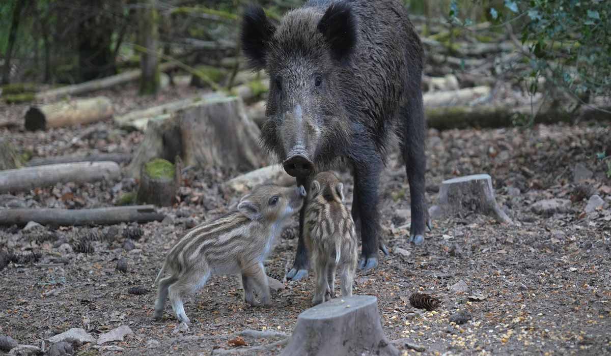 Sauvons les sangliers d’Anost dans le Morvan, signons la pétition