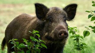 Massacres en Sologne : la chasse à courre en 4×4. One Voice partie civile contre 6 braconniers