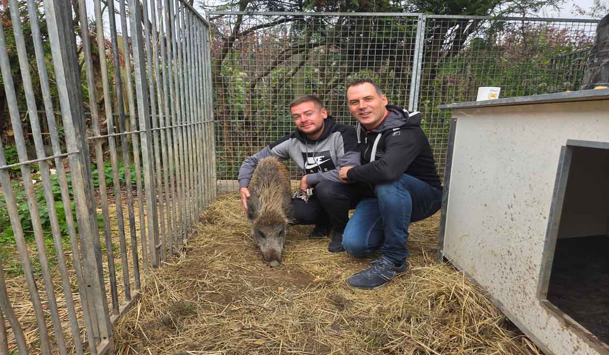 Épuisé, traqué et promis à une mort certaine, le jeune sanglier “Maurice” doit aujourd’hui sa vie à la compassion de deux défenseurs des animaux