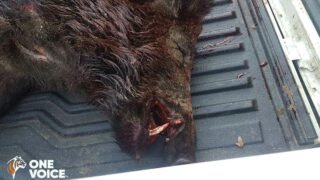 Tuerie au cimetière : en Moselle, des sangliers abattus entre les tombes