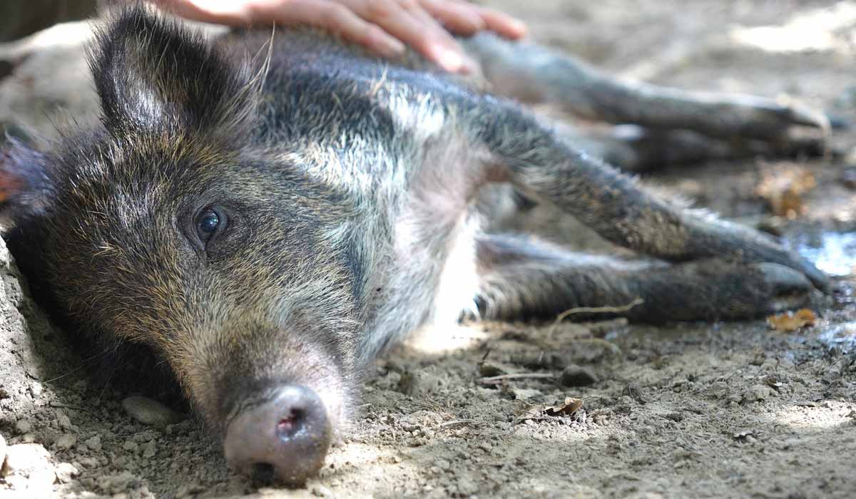 L’imprégnation des sangliers par des particuliers ou des sanctuaires qui recueillent des animaux blessés