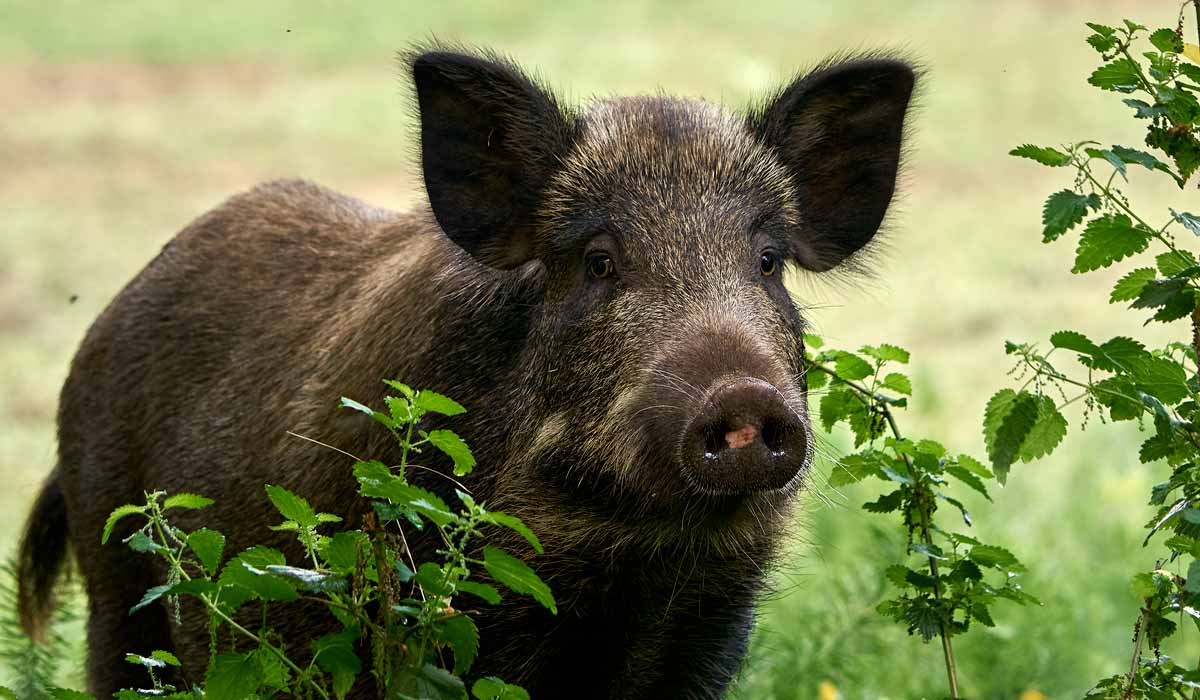 Il “confond” un chien avec un sanglier et l’abat : un chasseur de 73 ans jugé demain matin à Montpellier Il “confond” un chien avec un sanglier et l’abat : un chasseur de 73 ans jugé demain matin à Montpellier