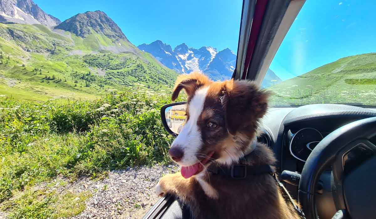 Les promenades, au cœur de la santé mentale (et physique) des chiens ?