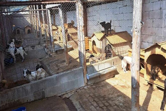 Bénévoles indépendants de la fourrière de Piatra Neamt-Roumanie