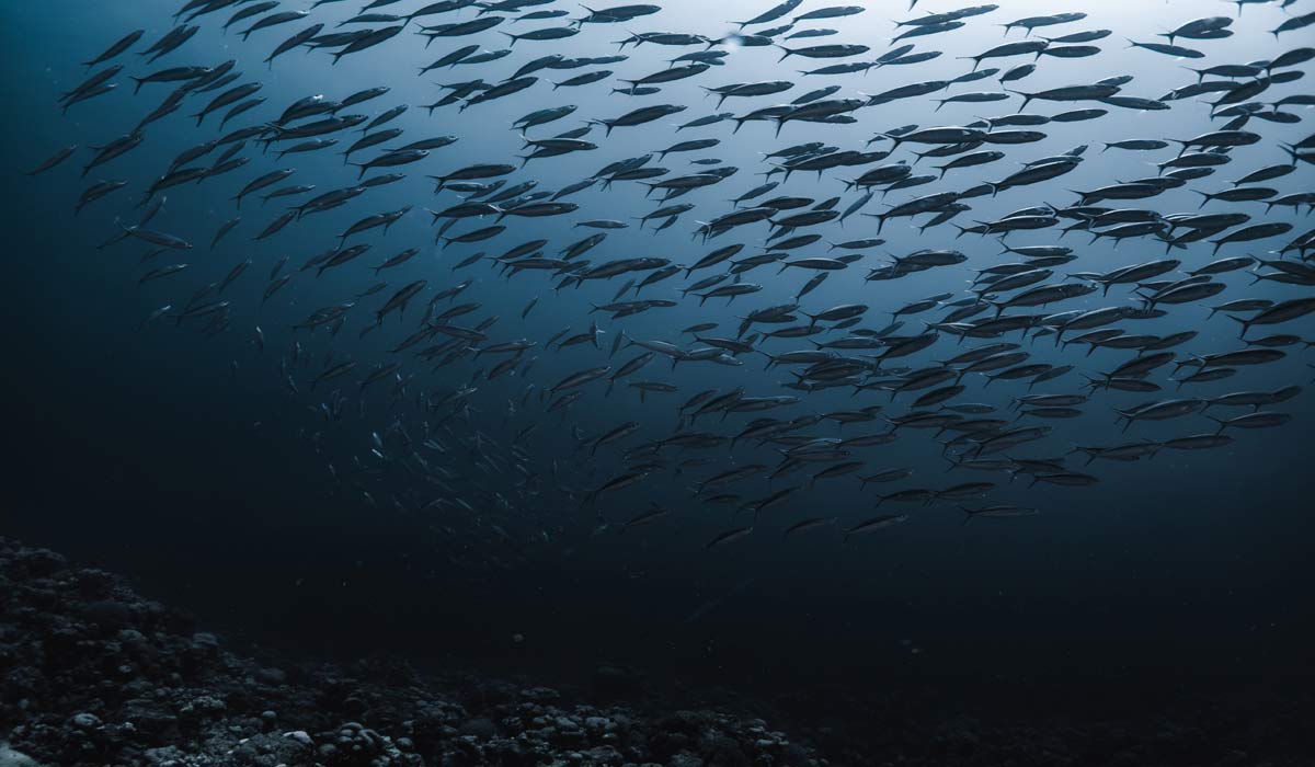 Ensemble contre Pure Salmon, on saisit la justice Ensemble contre Pure Salmon, on saisit la justice