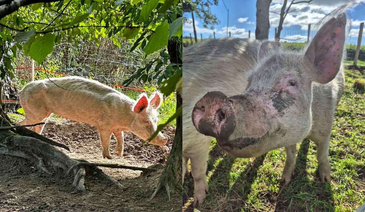 Du mouroir de la Loire au soleil d’Avignon : l’incroyable épopée de trois cochons rescapés Du mouroir de la Loire au soleil d’Avignon : l’incroyable épopée de trois cochons rescapés