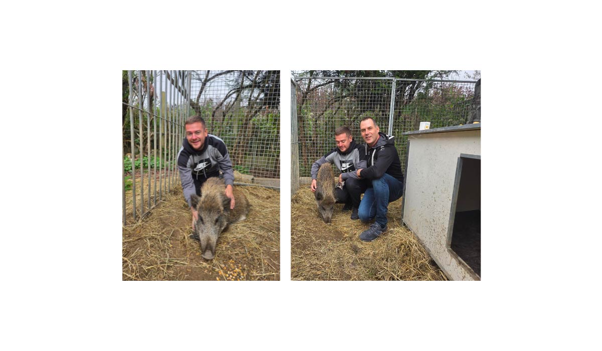 Maurice le sanglier est sauvé ! Maurice le sanglier est sauvé !
