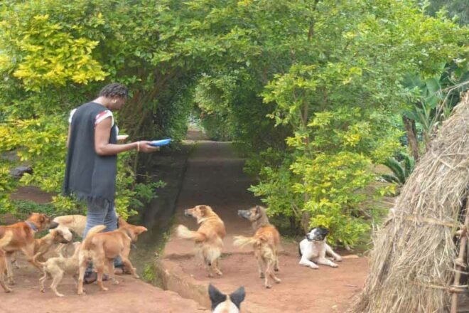 Libérer le pouvoir de la compassion : « Sauvons nos animaux – refuge pour chiens et chats » en République Démocratique du Congo