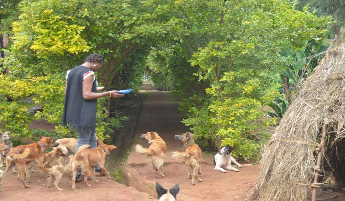 Libérer le pouvoir de la compassion : « Sauvons nos animaux – refuge pour chiens et chats » en République Démocratique du Congo