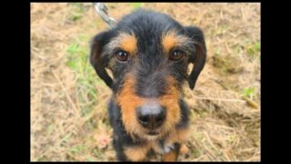 A la recherche d’un foyer pour la vie…