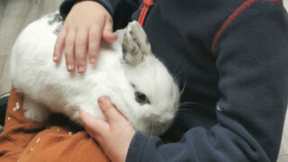 L’animal : ce facilitateur de liens