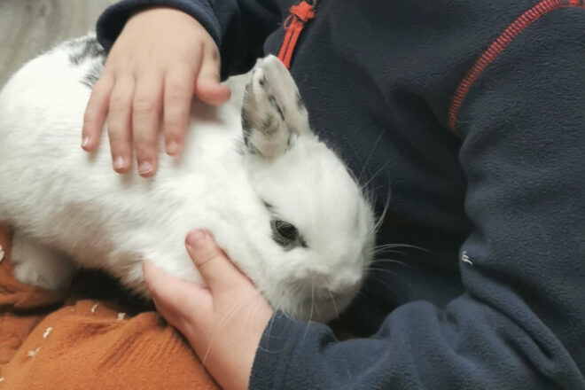 L’animal : ce facilitateur de liens