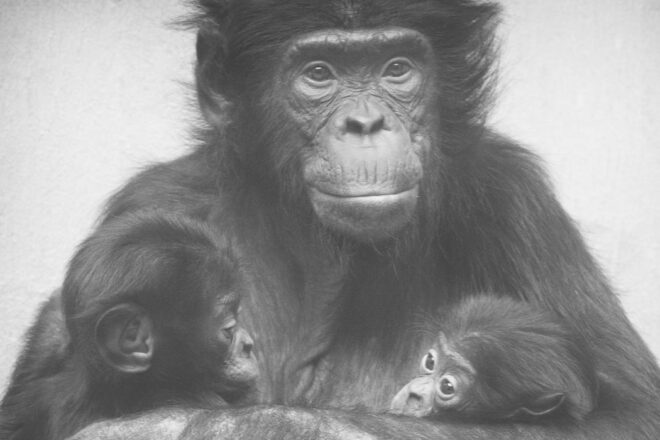 Une initiative cantonale en Suisse offre l’opportunité d’écrire l’histoire pour les animaux